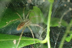 Dendrolycosa