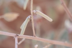 Indigofera georgei