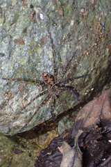 Heteropoda amphora