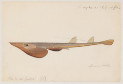 Brazilian Guitarfish photo 5