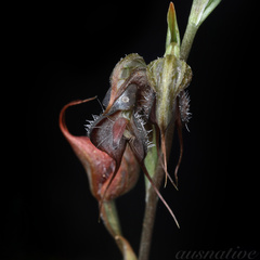 Pterostylis boormanii
