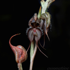 Pterostylis boormanii
