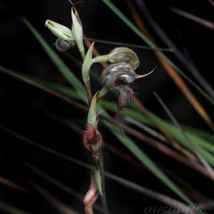 Pterostylis boormanii