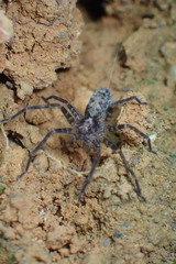 Heteropoda amphora