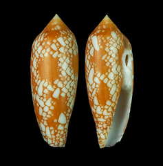 Conus aulicus