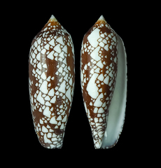 Conus aulicus