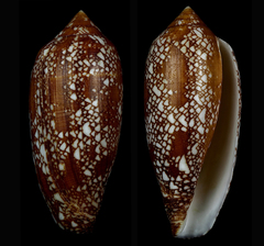 Conus aulicus