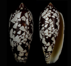 Conus aulicus