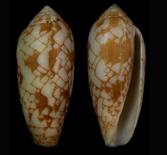Conus aulicus