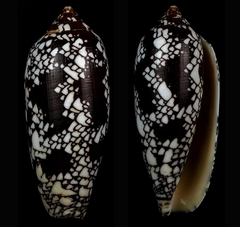 Conus aulicus