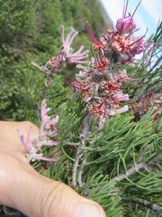 Paranomus bracteolaris