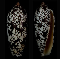 Conus aulicus