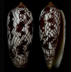 Conus aulicus