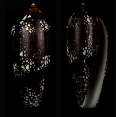 Conus aulicus