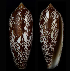 Conus aulicus