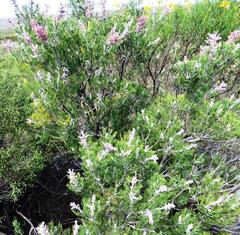 Paranomus bracteolaris