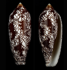 Conus aulicus