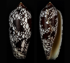 Conus aulicus