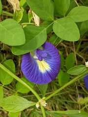 Clitoria ternatea