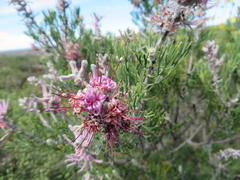Paranomus bracteolaris