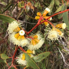 Eucalyptus incrassata