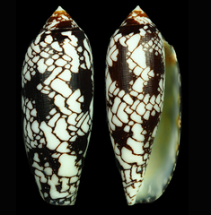 Conus aulicus