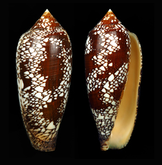 Conus aulicus
