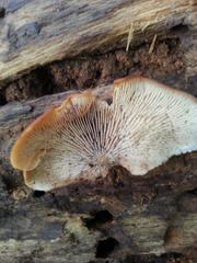 Lentinellus omphalodes