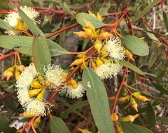 Eucalyptus incrassata
