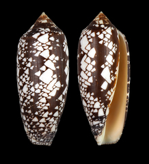 Conus aulicus