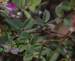 Indigofera sarmentosa