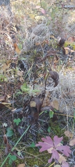 Cypripedium calceolus