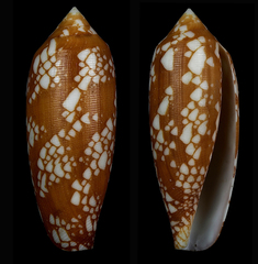 Conus aulicus
