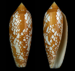 Conus aulicus