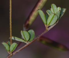 Indigofera sarmentosa