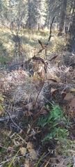 Cypripedium calceolus