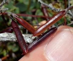 Indigofera sarmentosa