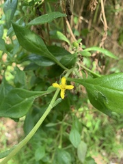 Tetragonia implexicoma