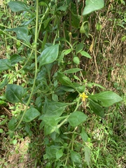 Tetragonia implexicoma