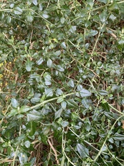 Tetragonia implexicoma