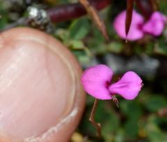Indigofera sarmentosa