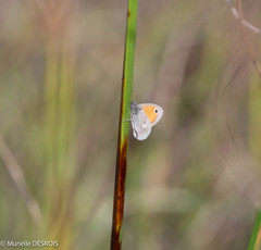 Coenonympha pamphilus