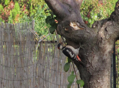 Dendrocopos syriacus