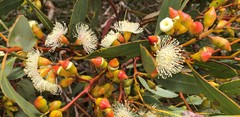 Eucalyptus incrassata