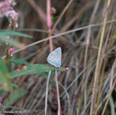 Polyommatus icarus