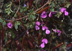 Indigofera sarmentosa
