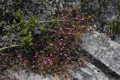 Indigofera sarmentosa