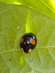Harmonia axyridis