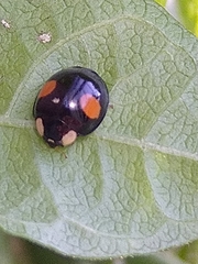 Harmonia axyridis