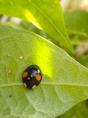 Harmonia axyridis